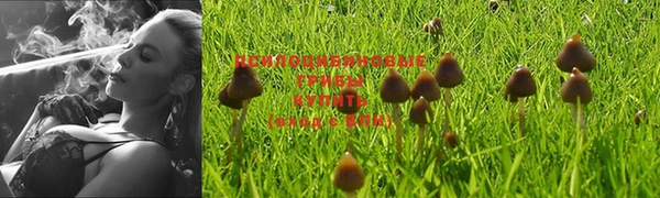 сатива Белоозёрский